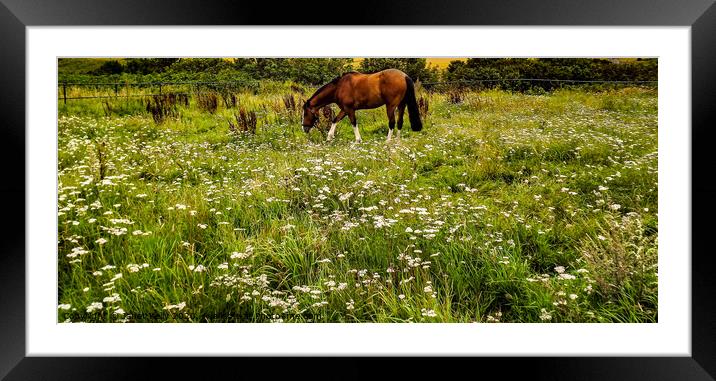 Beautiful golden brown Horse in a field Framed Mounted Print by Janet Kelly