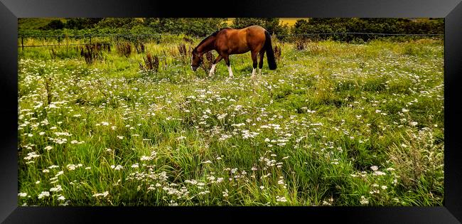 Beautiful golden brown Horse in a field Framed Print by Janet Kelly