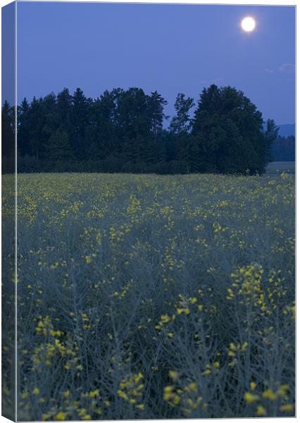 Full Moon setting over rapeseed field Canvas Print by Ian Middleton