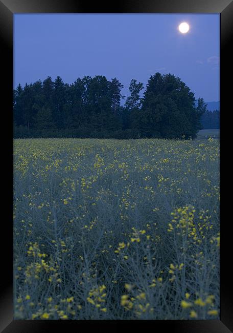 Full Moon setting over rapeseed field Framed Print by Ian Middleton