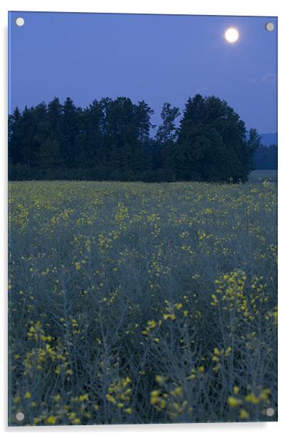 Full Moon setting over rapeseed field Acrylic by Ian Middleton