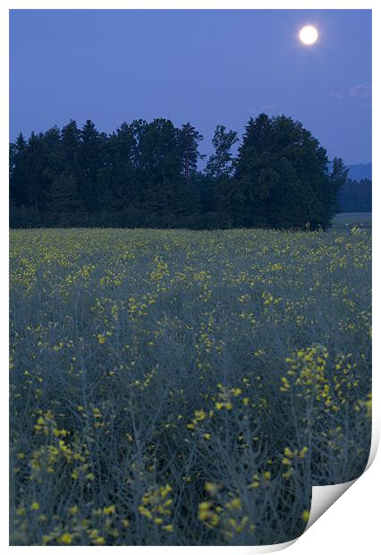 Full Moon setting over rapeseed field Print by Ian Middleton