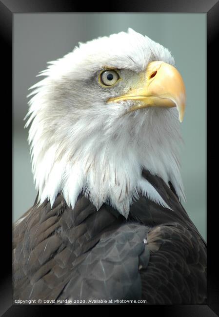 Bald Eagle Framed Print by David Purday