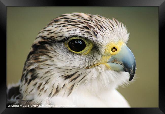A close up of a falcon Framed Print by David Purday