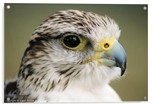 A close up of a falcon Acrylic by David Purday