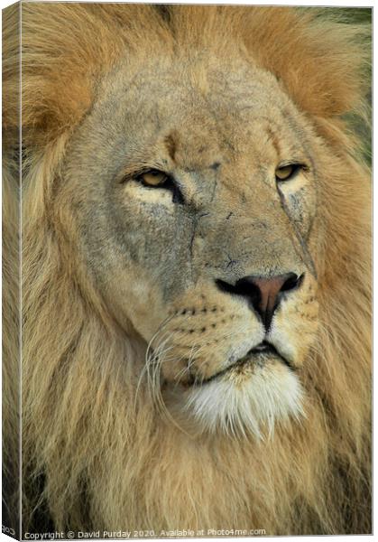 A lion looking at the camera Canvas Print by David Purday