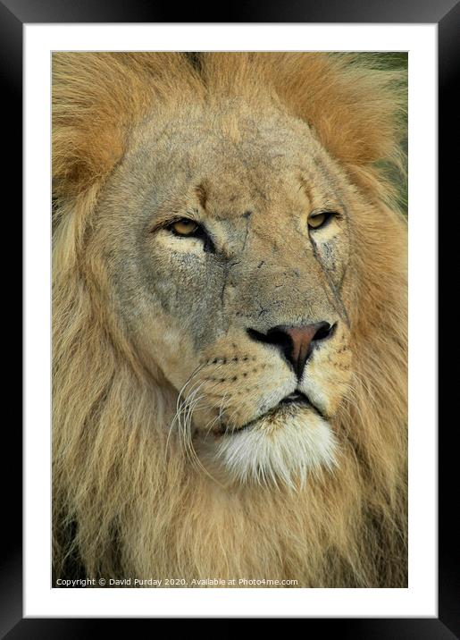 A lion looking at the camera Framed Mounted Print by David Purday