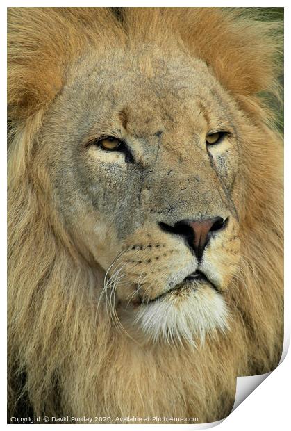 A lion looking at the camera Print by David Purday