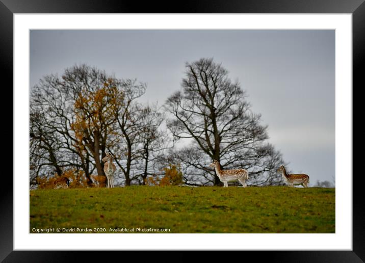 Deer's in park Framed Mounted Print by David Purday