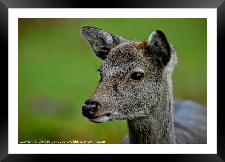 Deer Framed Mounted Print by David Purday