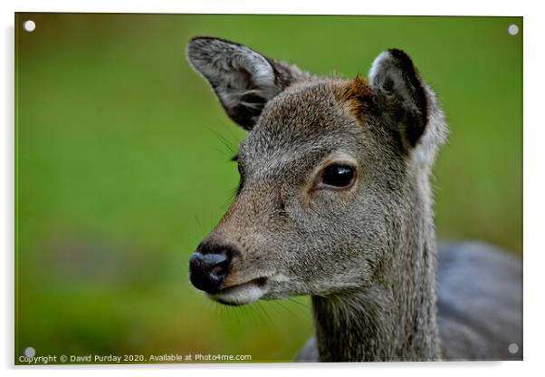 Deer Acrylic by David Purday