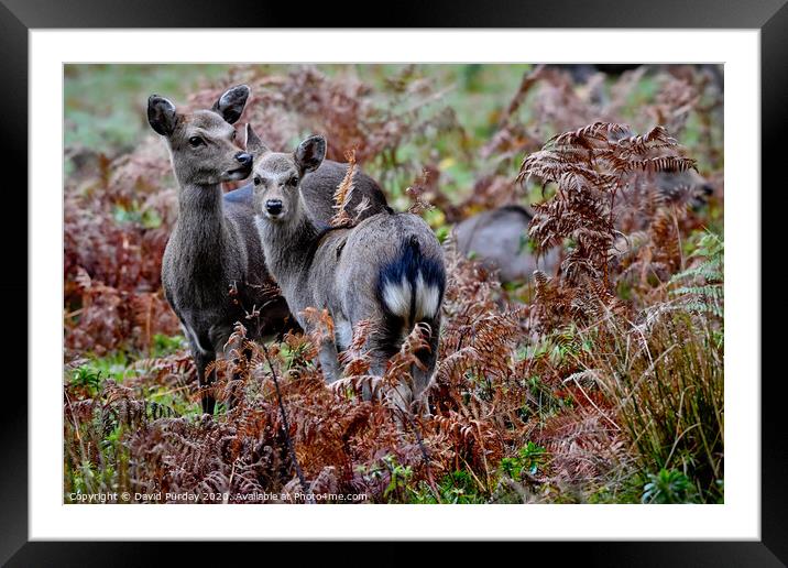 A group of Deer's standing on top of a dry grass field Framed Mounted Print by David Purday
