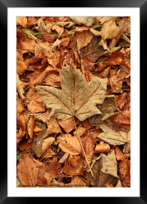 Leaf collage with maple leaf Framed Mounted Print by Simon Johnson