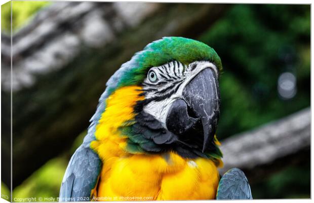 'Emerald-Topped Parrot: The Blue and Gold Macaw' Canvas Print by Holly Burgess