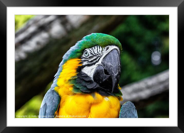 'Emerald-Topped Parrot: The Blue and Gold Macaw' Framed Mounted Print by Holly Burgess