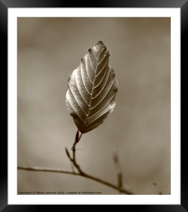Beech leaf Framed Mounted Print by Simon Johnson