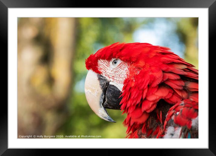 Scarlet macaw Parrot Framed Mounted Print by Holly Burgess