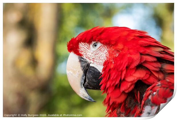 Scarlet macaw Parrot Print by Holly Burgess
