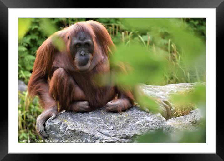 An Orangutan Framed Mounted Print by Jennifer Nelson