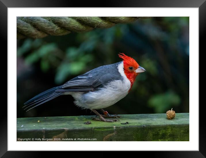 Red Crested Cardinal  Framed Mounted Print by Holly Burgess