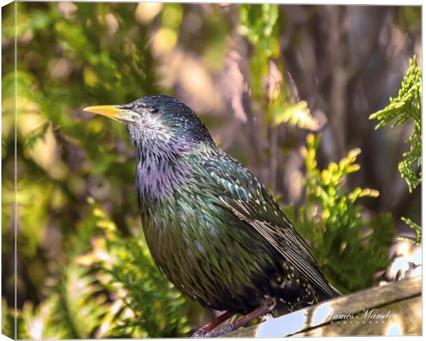 A Vibrant Starlings Encounter Canvas Print by James Marsden
