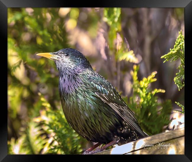 A Vibrant Starlings Encounter Framed Print by James Marsden