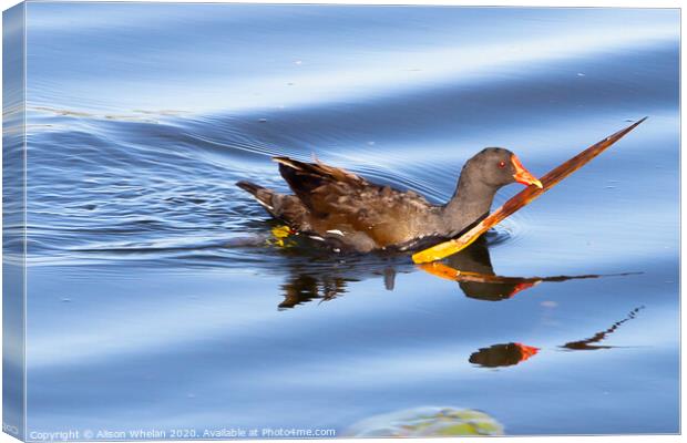 Common Moorhen swimming in water Canvas Print by Alison Whelan