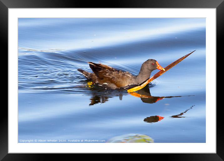 Common Moorhen swimming in water Framed Mounted Print by Alison Whelan