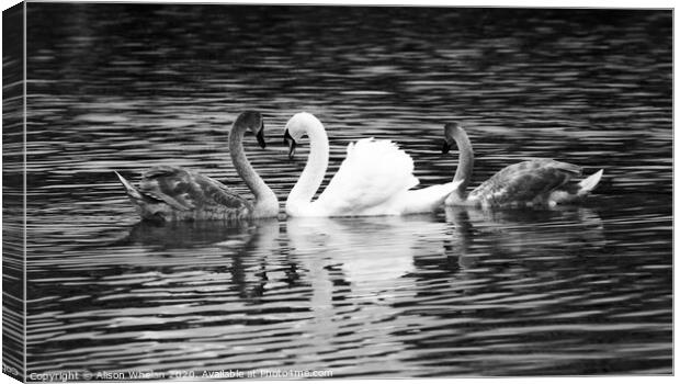Swan and Cygnets in Monochrome Canvas Print by Alison Whelan