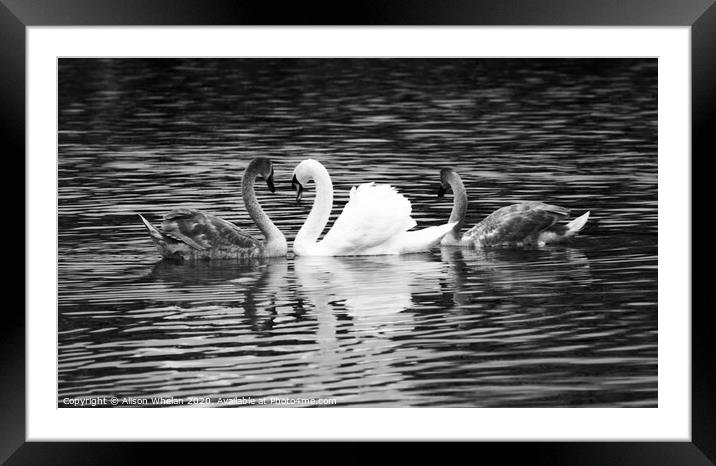 Swan and Cygnets in Monochrome Framed Mounted Print by Alison Whelan