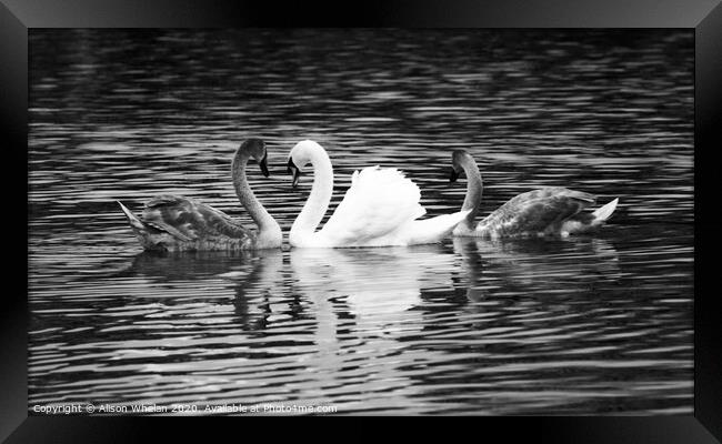 Swan and Cygnets in Monochrome Framed Print by Alison Whelan