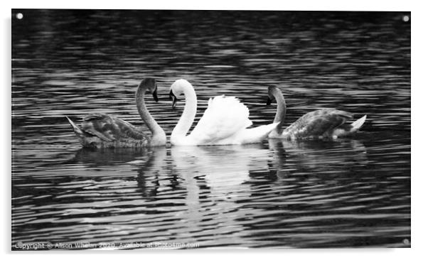 Swan and Cygnets in Monochrome Acrylic by Alison Whelan