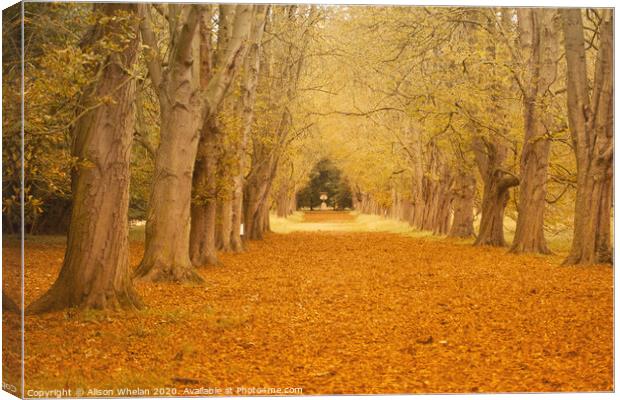 Tree Lined Avenue in Autumn Canvas Print by Alison Whelan