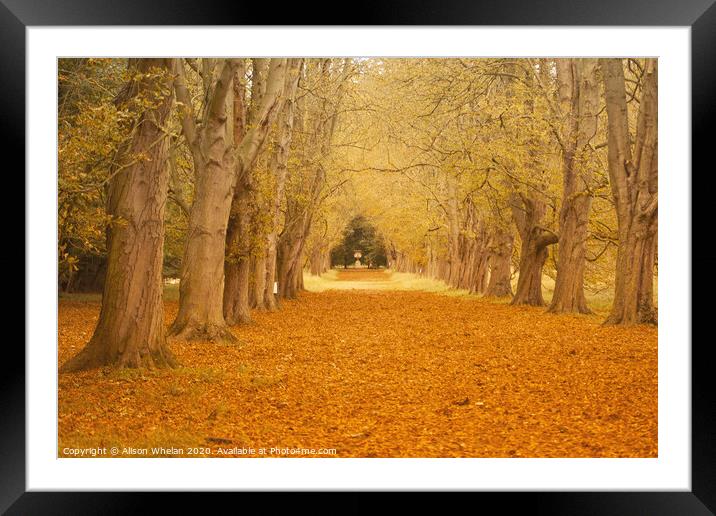 Tree Lined Avenue in Autumn Framed Mounted Print by Alison Whelan