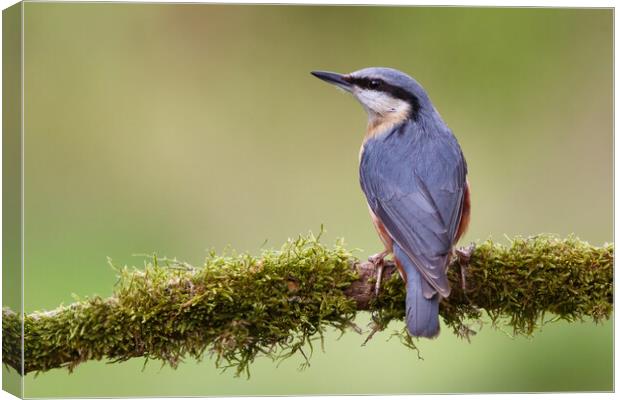 Perched Nuthatch Canvas Print by Phil Durkin DPAGB BPE4