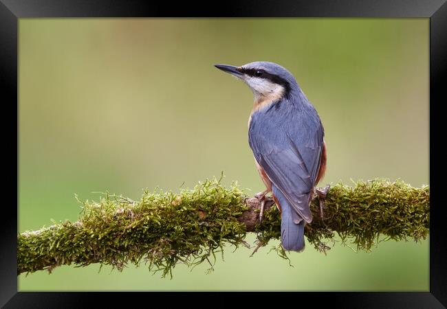 Perched Nuthatch Framed Print by Phil Durkin DPAGB BPE4