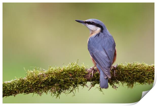 Perched Nuthatch Print by Phil Durkin DPAGB BPE4