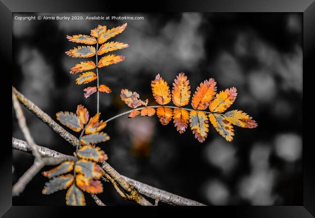 Golden Autumn Leaves Framed Print by Aimie Burley