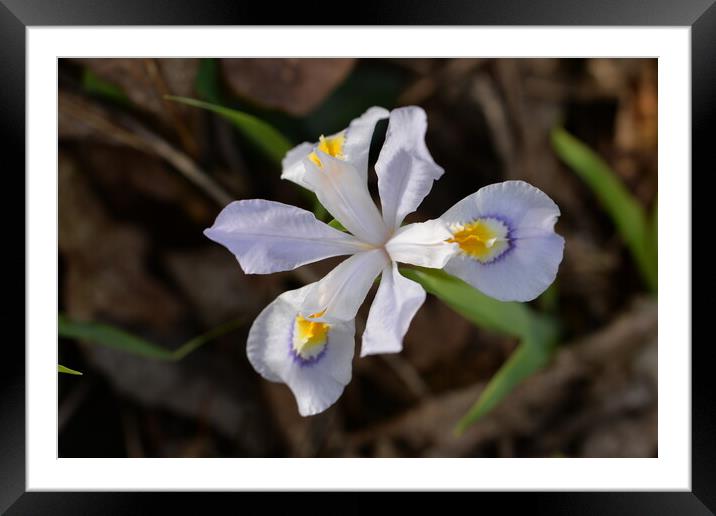 Wild White Iris Framed Mounted Print by JUDY LACEFIELD