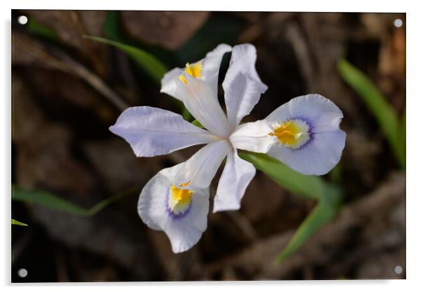 Wild White Iris Acrylic by JUDY LACEFIELD