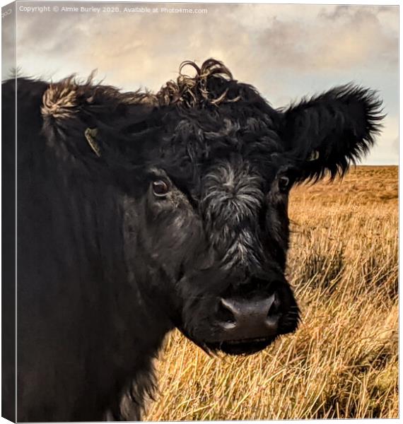 A Cow in Northumberland  Canvas Print by Aimie Burley