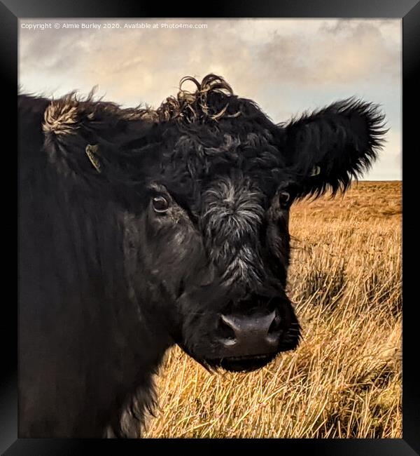 A Cow in Northumberland  Framed Print by Aimie Burley