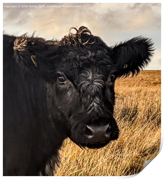 A Cow in Northumberland  Print by Aimie Burley