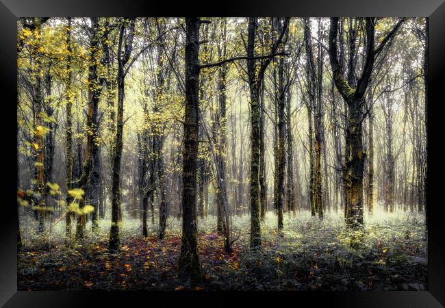 Enchanted Woods Framed Print by Mark Jones