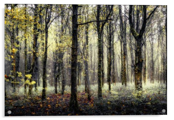 Enchanted Woods Acrylic by Mark Jones