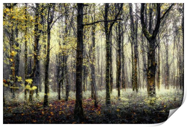 Enchanted Woods Print by Mark Jones