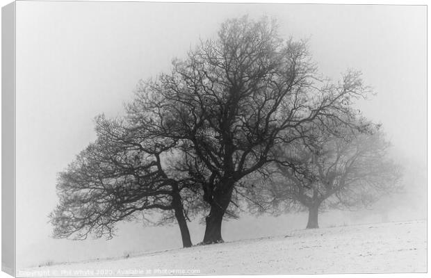 A Misty Tree on a Winter's Day Canvas Print by Phil Whyte