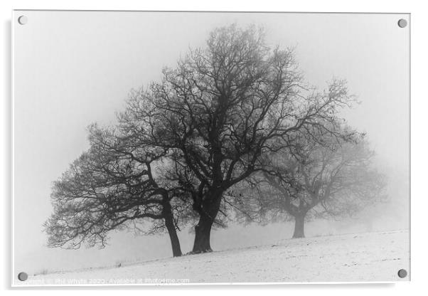 A Misty Tree on a Winter's Day Acrylic by Phil Whyte