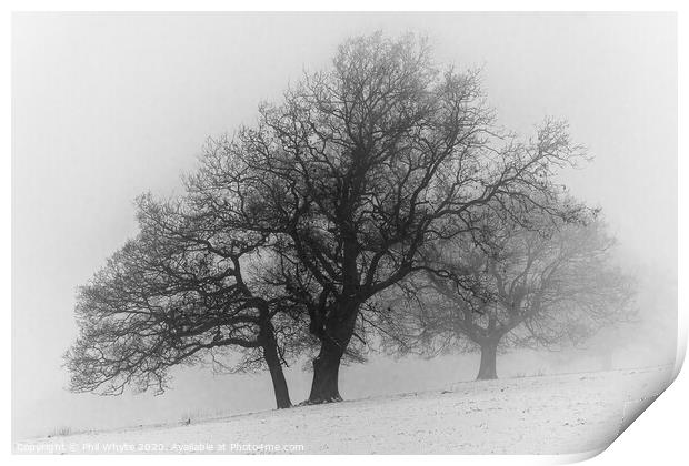 A Misty Tree on a Winter's Day Print by Phil Whyte