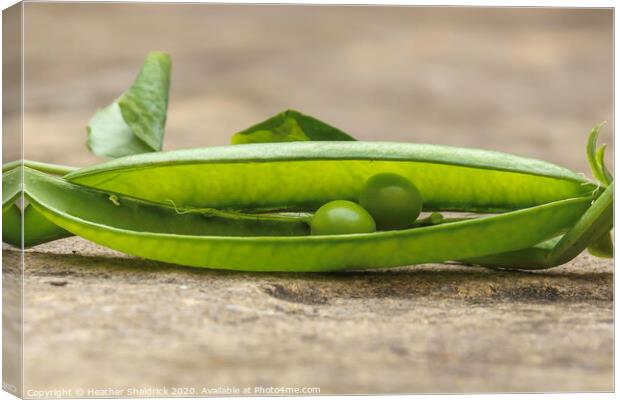 We're Two Peas In A Pod! Canvas Print by Heather Sheldrick